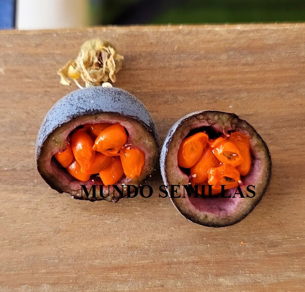 Passiflora morifolia - maracuya - muy rara - 5 semillas - seeds