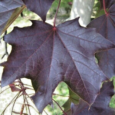 15 Semi Di Acero Norvegia Svedesi – Acer Platanoides 'Schwedleri'