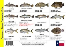 Saltwater Fish ID and Regulations MINI Card - Texas