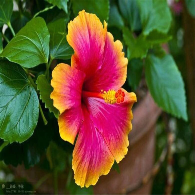 20 SEEDS pink/orange HIBISCUS flower exotic bush garden/house