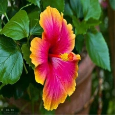 20 SEEDS pink/orange HIBISCUS flower exotic bush garden/house plant USA Seller
