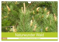 "Calendar 2027 · US Version · Natural Wonder Forest (Wall Calendar 2027 12\" × 8\""