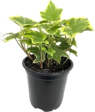 Golden English Ivy - Live Plants in 4 Inch Pots - Hedera Helix - Beautiful...
