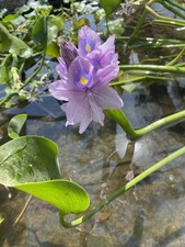 4 Medium Water Hyacinth Pond Plants Floating Live