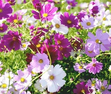 COSMOS SENSATION MIX Cosmos Bipinnatus - 5,000 Bulk Seeds