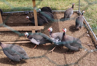 #ad 6 Pearl Guinea Fowl Hatching Eggs $20.00