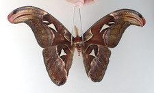 SA34666. Unmounted moth, butterflies: Attacus atlas. North Vietnam.
