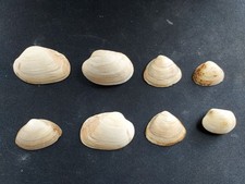 #O Nice mix of 10 all different, attractive, approx. 27-35mm Clam shells