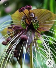 Imported bat lily flower bulbs | brown Tacca lily flower bulb Pack of 2 bulb