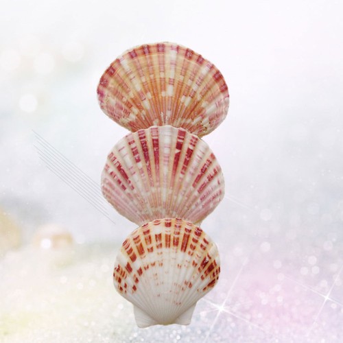 50 Pcs Decorative Shells Seashells Crafting Mini Beach Decorations Crafts - Picture 10 of 11