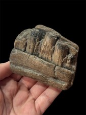 Large! Ichthyosaur Jaw Rostrum Fossil! Lyme Regis, Jurassic, UK Temnodontosaurus