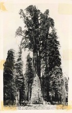 General Sherman Tree RPPC, Sequoia National Park, CA Vintage