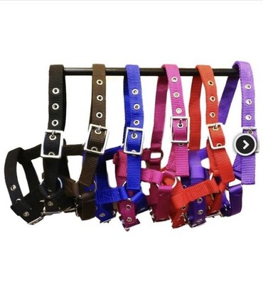 Mini Fohlen Kopfband, ROYAL, BLAU, Mini Shetland Ziege Schaf Alpaka, KOSTENLOSER UK-Versand