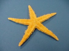 10er Set Seestern maritime Deko Archaster angulatus echte Seesterne ca. 7-11cm 