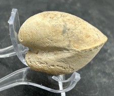 Nice 2” Psilomya Banderaensis Texas Cretaceous Fossil Clam Shell, Fort Worth Fm!