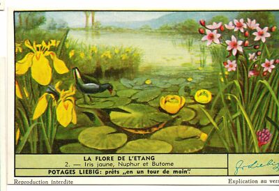S1516- CHROM LIEBIG - 1951 - '' LA FLORE DE L'ETANG '' : 2. GELBE IRIS, NUPH