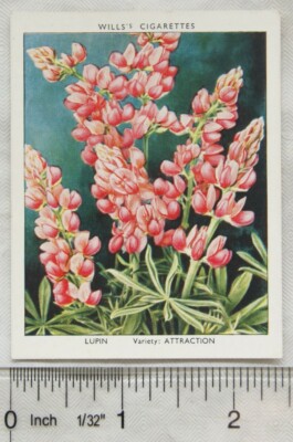 1939 Wills Gartenblumen neue Sorten 2. Nr. 21 Lupinen