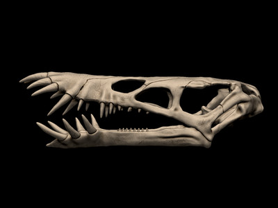 3d printed Dorygnathus Skull head skull model dinosaur 1:1