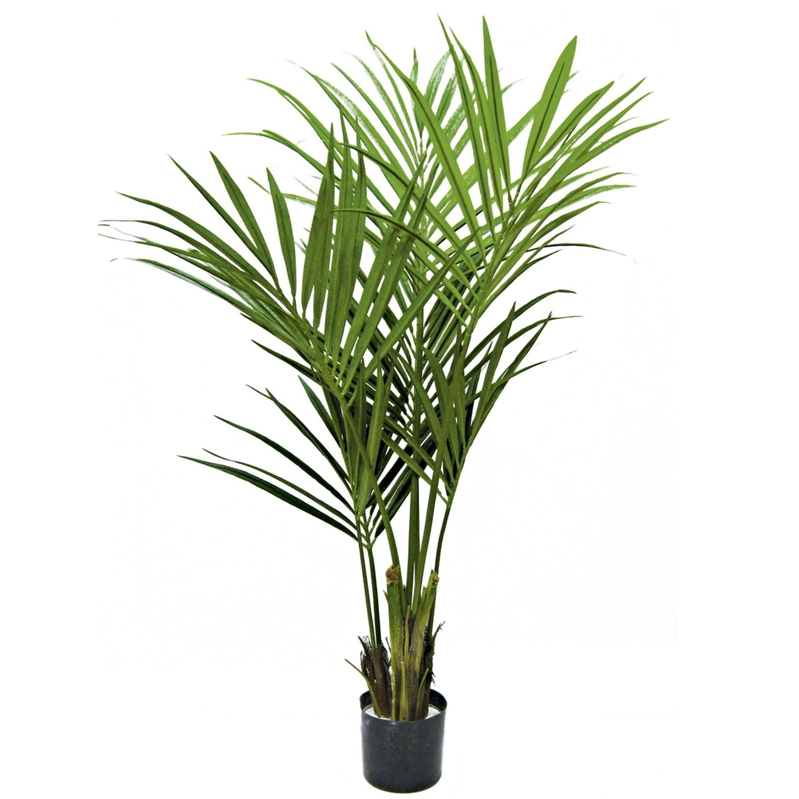 150cm Kentia Palm Tree - 70636