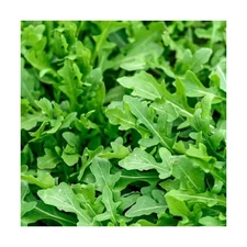 Slow Bolt Arugula Seeds for Planting Heirloom Non-GMO Arugula – Plant & Gr