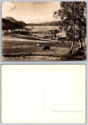 Rimstad Nordmøre Norway Vintage Postcard Fjord Landscape Cows Enevoll Mittet