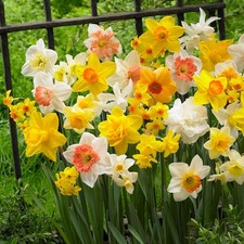 MIX VARIETIES DAFFODIL BULBS  GARDEN NARCISSUS SPRING FLOWER BULB,Ready To Plant