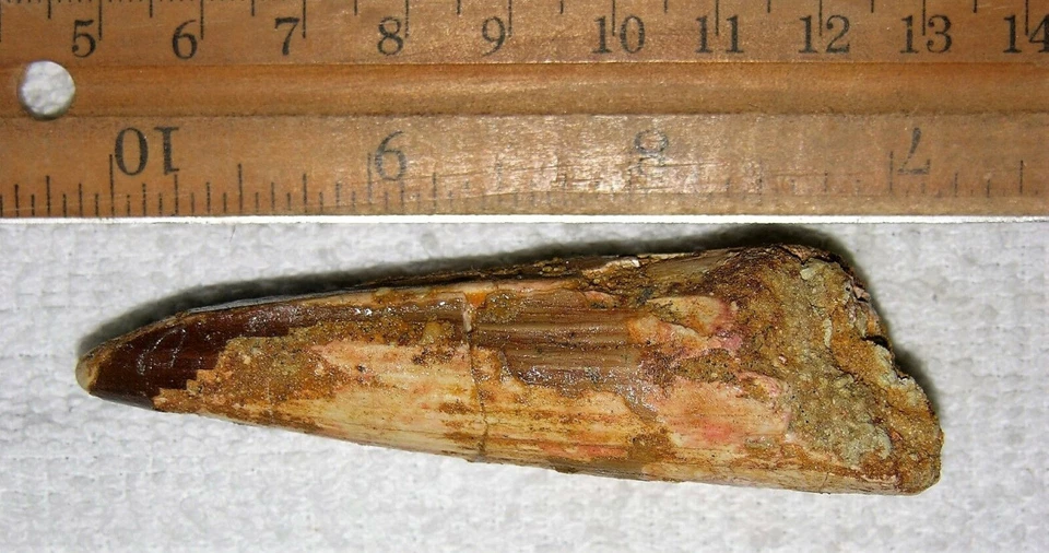 2 INCH LONG SPINOSAURUS TOOTH DINOSAUR REAL FOSSIL SPINOSAUR JURASSIC WORLD NICE - Image 4 of 4