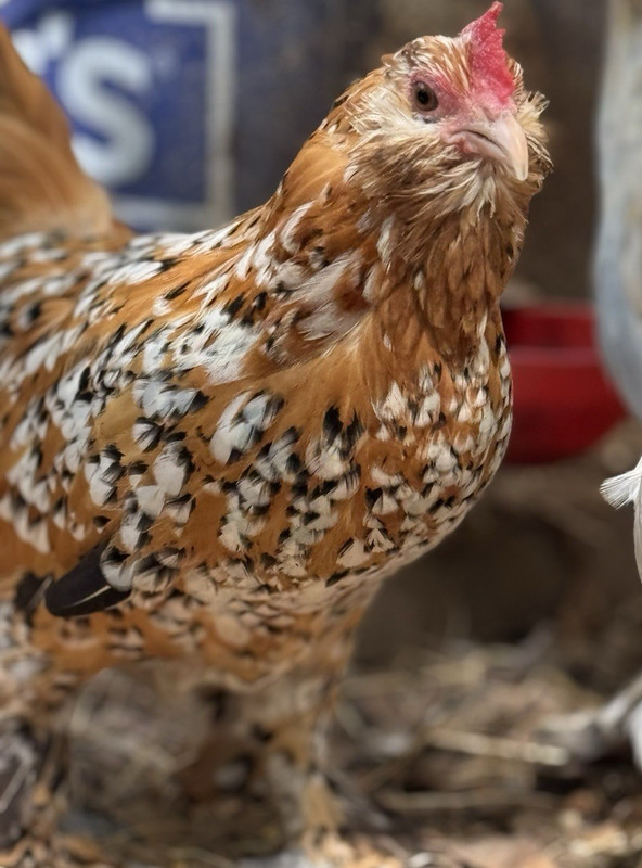12+ d’Uccle Fertile Hatching Eggs Mille, Porcelain & Golden Neck