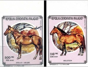 MADAGASCAR HORSES