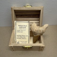 Mackerel Shark Tooth Fossil Eocene Morocco with Display Box