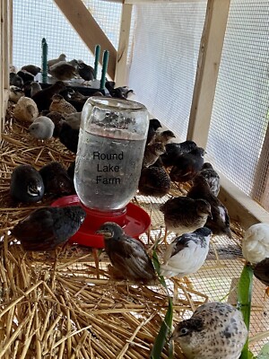 18 Fertile Button Quail Hatching Eggs - Variety of Colors - Shipped in Foam