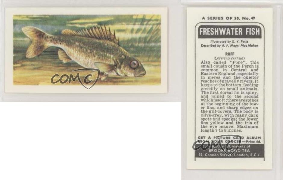 1973 Brooke Bond Freshwater Fish Black Back Ruff #49 z6d | eBay