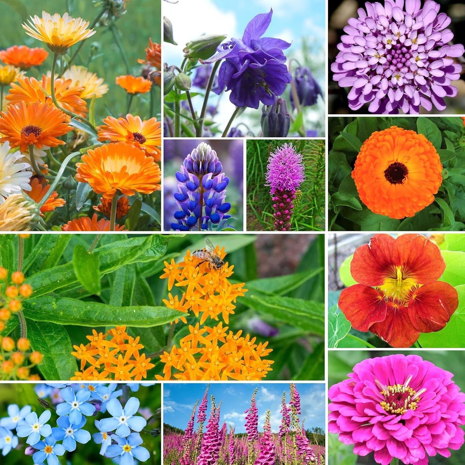 Wildflower Seeds Hummingbird Butterfly Mix 1 oz No Colorful Flowers