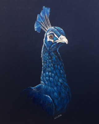 Original Realistic Peacock Drawing - (with derwent colored pencil