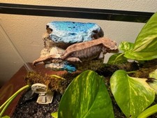 Magnetic Rock Ledges for Terrariums and Cages Works for all sorts of Reptiles