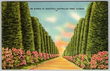 Vtg Linen Postcard Avenue Of Australian Pines Florida, US 1930s
