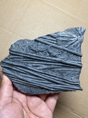340g Beautiful Crinoid Landscape stone collection