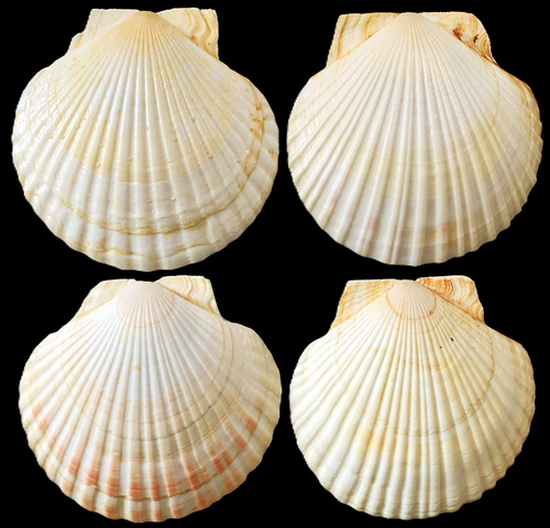 4 Vtg Japan 6" REAL SHELL DISHES 4 Bones, Baking Seafood Dish Crab Lobster Cakes - Picture 3 of 8