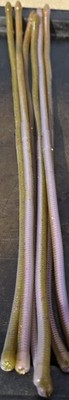 16'' Spaghetti Worm 5 pk Moon Juice Bass Walleye  - Similar to G Crazy