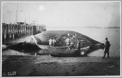 Photo:Cutting up a blue whale,Waterfront,Alaska,AK,Whaling,Boat,1900-1930