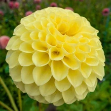 1 - JOWEY MARTINA Giant Ball Dahlia Bulb Tuber Clump / U S Seller / LARGE BLOOMS