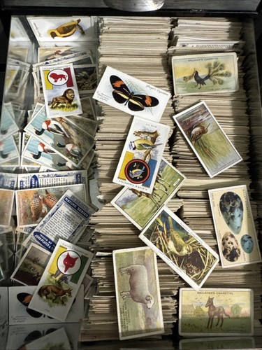 10 x Random animals (zoo+) Card Lot 1920’s-30’s VARIETY 🦋🐐🐍🐝🦅🐟🦆🐞🐅