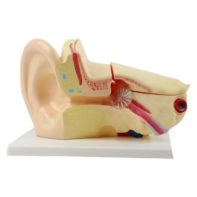 Life Size Human Inner Ear Anatomy Model for Science Lab and Clinical Setting