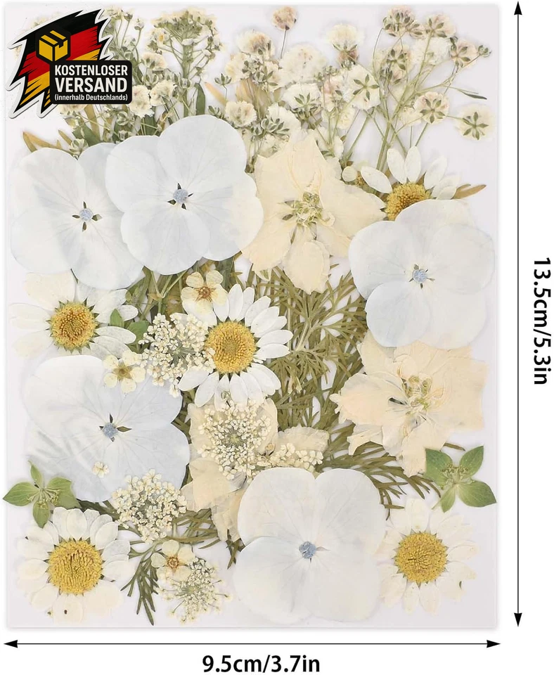 Echt getrocknete gepresste Blumen Blumen Trockenblumen Basteln Weiß 1 Stück - Bild 2 von 4
