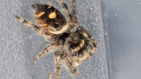 Jumping Spider 16