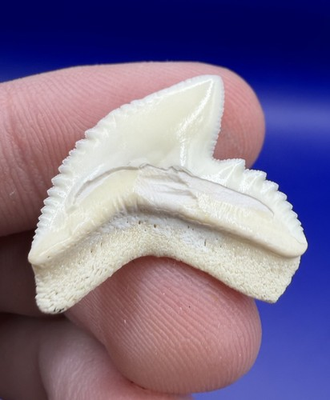 #ad #ad Quality White Serrated Modern 0.99” Tiger Shark Tooth $30.00
