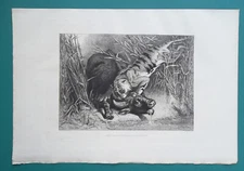 ROYAL TIGER Attacks Buffalo - 1883 Original Etching Print