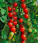 3 pack tomato plants live sweet cherry variety. Up to 6 inches organic heirloom