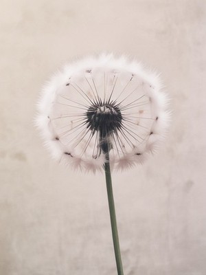Pusteblume Uhr Japandi Zen Dusty Pink A4 Wandbilddruck