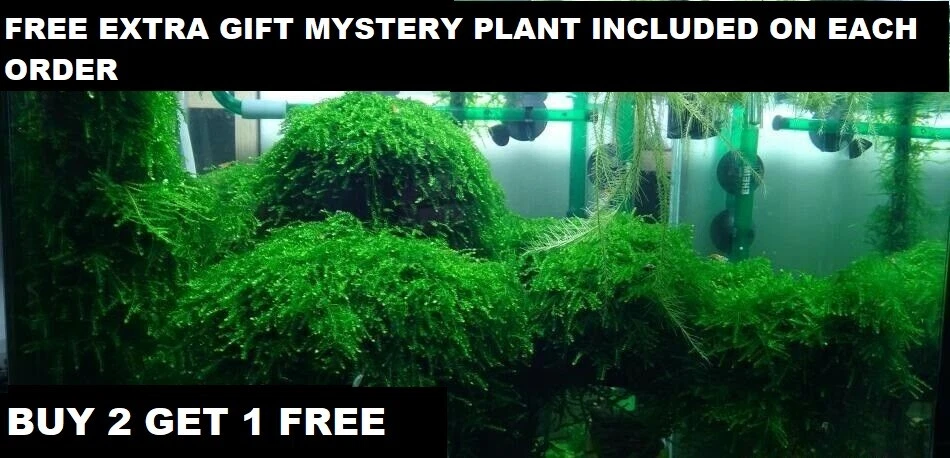 BUY 2 GET 1 FREE Live Aquarium Plant Aquatic Plants Java Moss planted tank  fish